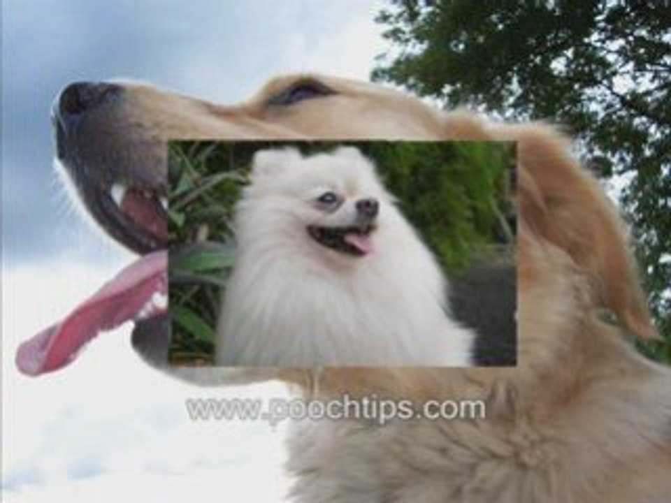 Giardia Symptoms Dog Shock