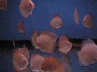 Panda yavrular ( 4 aylık)