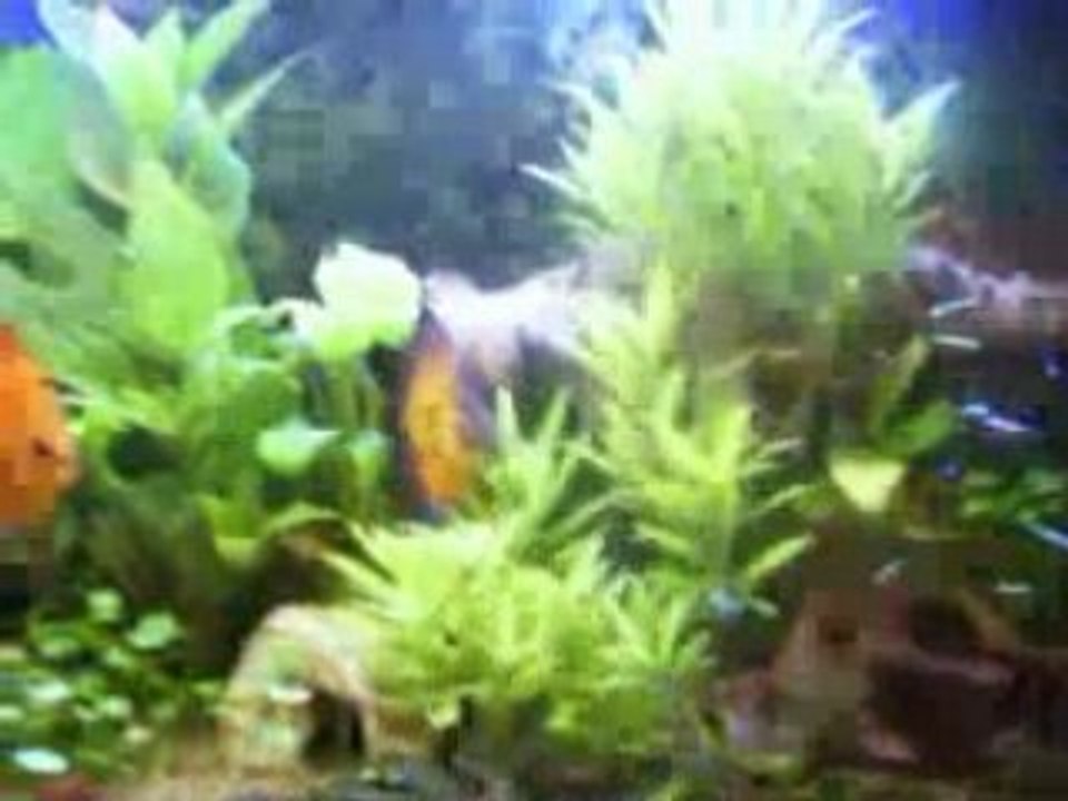 video bac d'ensemble chez micky