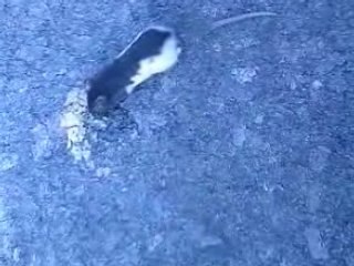 Souris des villes, souris des champs