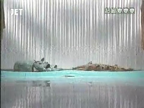 19回40番 ワニとカバ