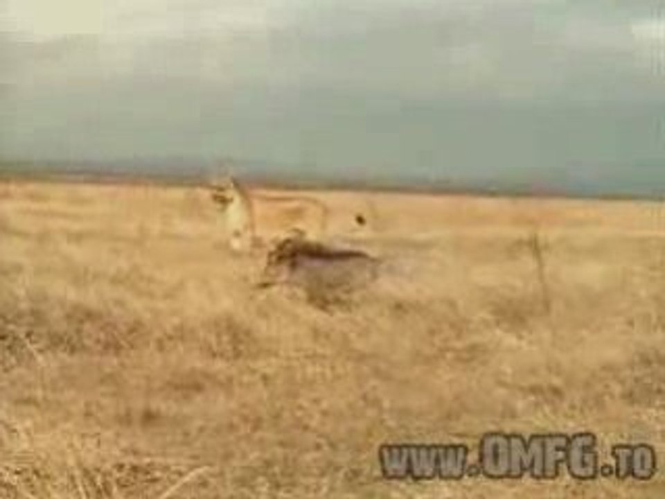 Lion plays with a boar