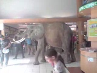 elephant dans leclerc montauban 82