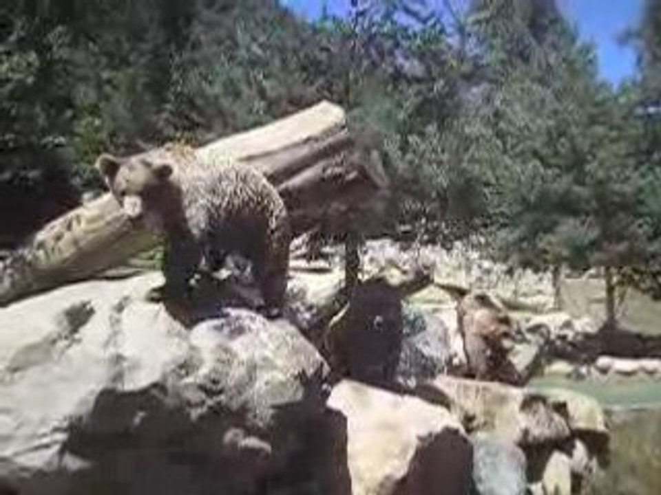 Les ours