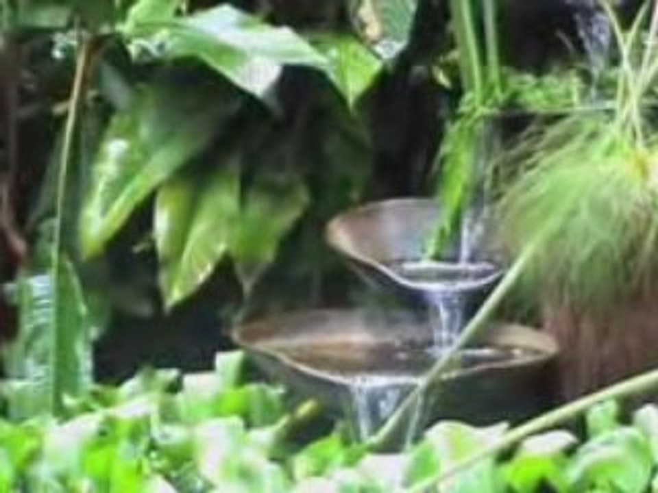 Hotel Bougainvillea