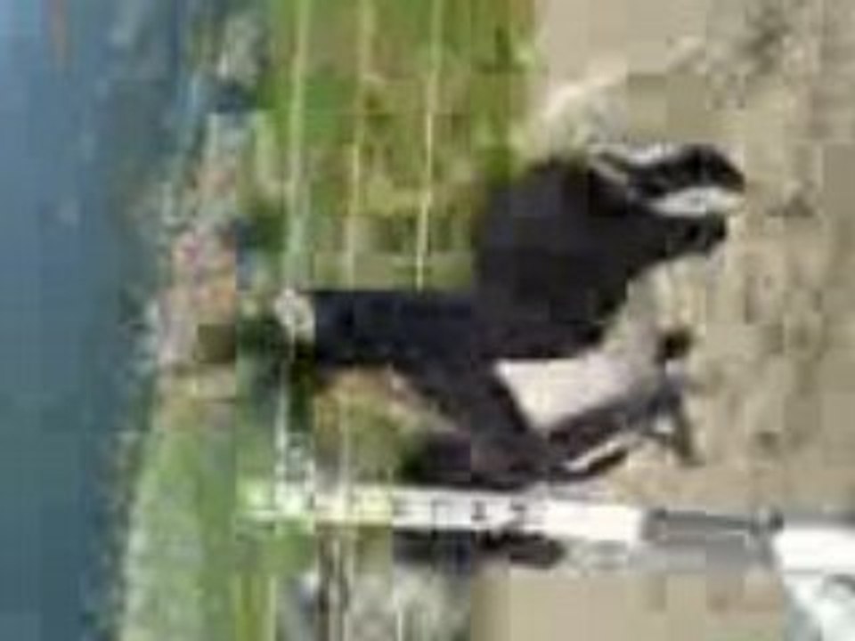 Moi petit saut avec les poniis