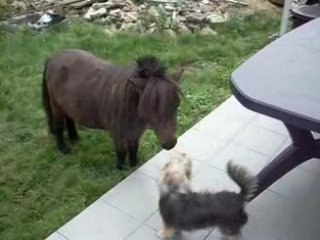 Saphir et Lucky - Jeu entre amis