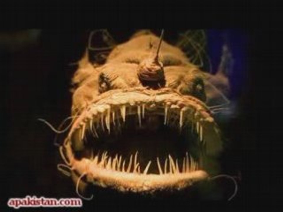 10 Ugly Fish