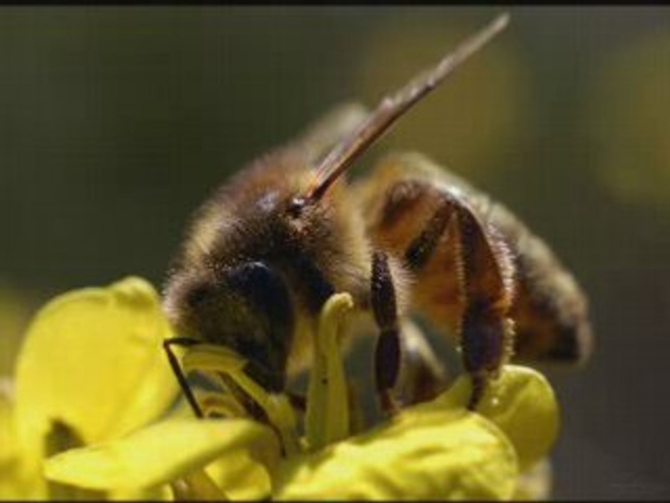 La mort des abeilles! planete en danger!