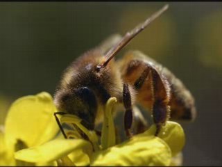 La mort des abeilles! planete en danger!