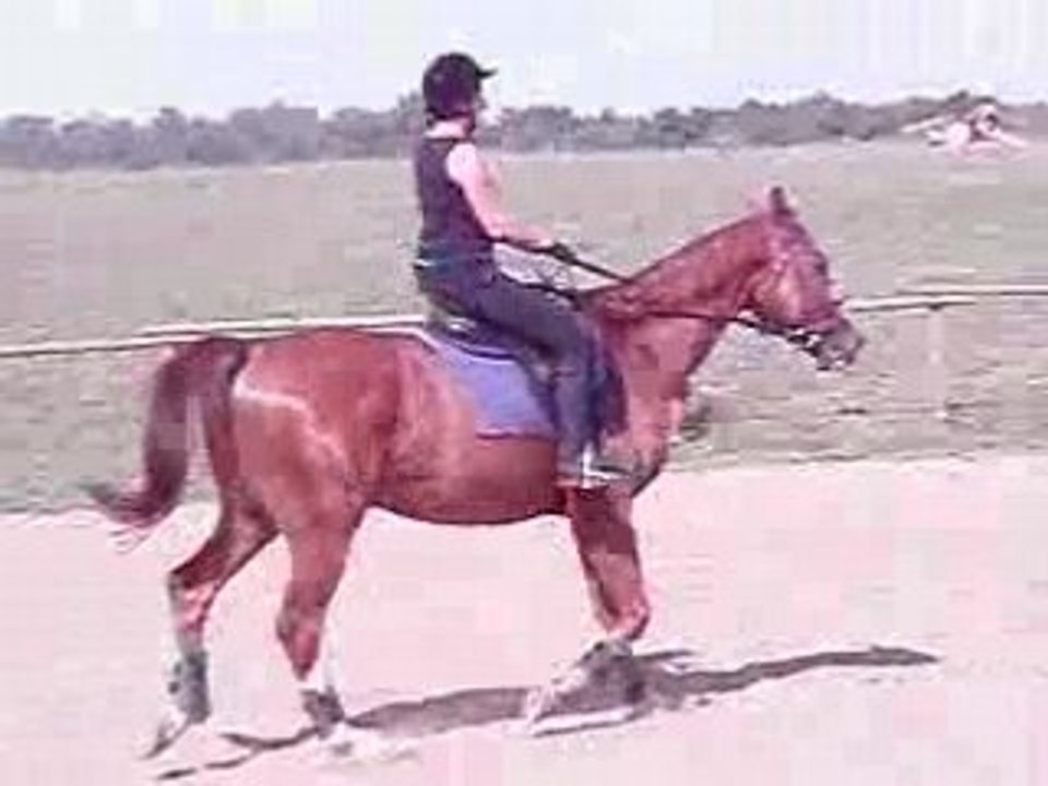 kłus na Macieju przez drągi