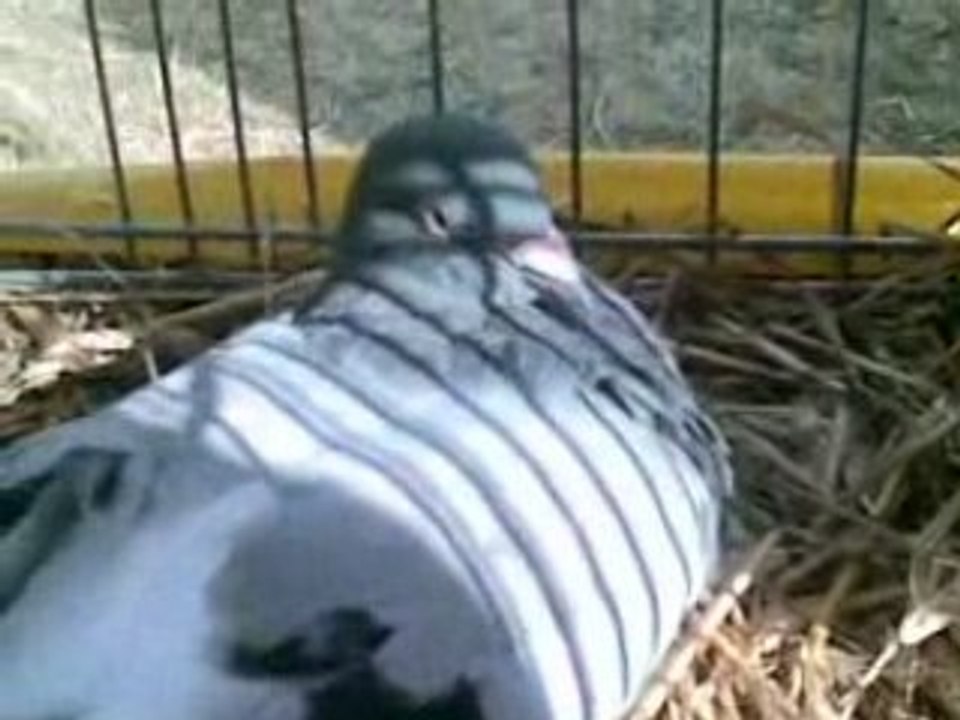 Pigeon roucoule