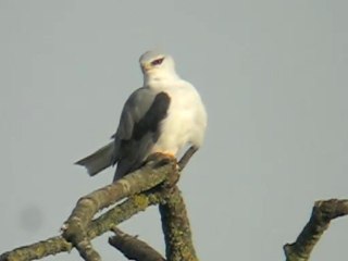 Elanion Blanc à Genève