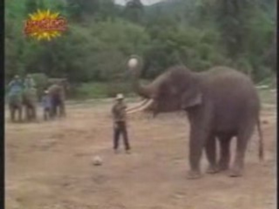 Elephant