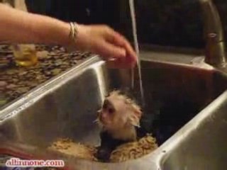 Monkey Showers In Sink
