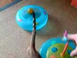 Djihan Bengal Brown spotted taby avec rosettes