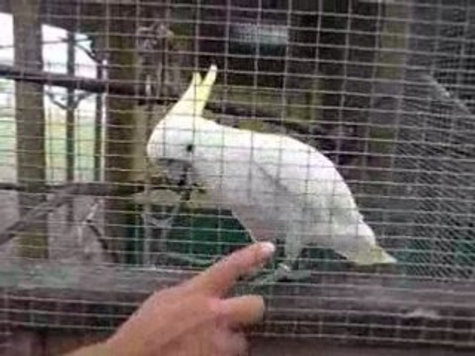 Crazy parrot