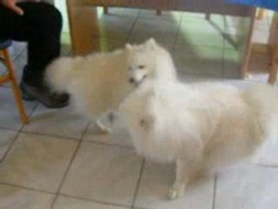 Chynook et Daisuki du Ray de Mussy