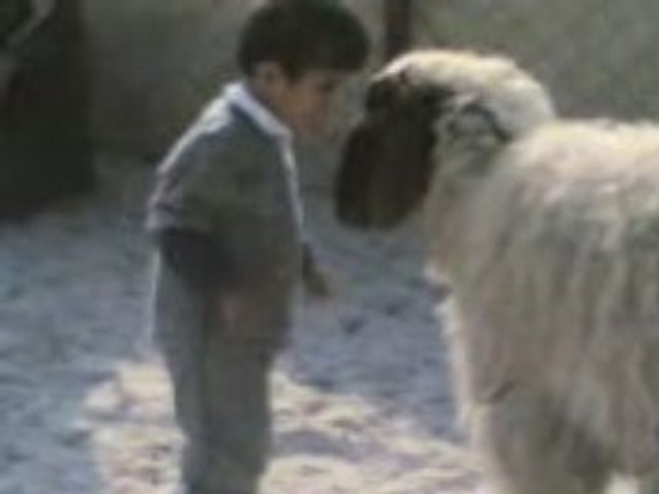 mouton tunisien
