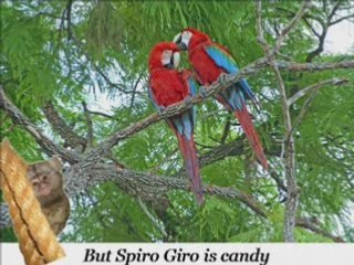 Ferrets Tropical Country