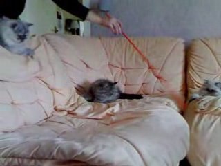 chatons jouent