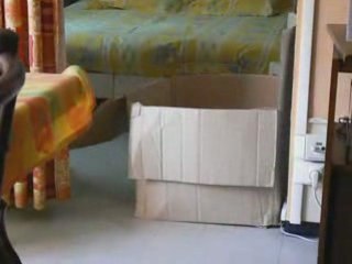 Bibou et le carton