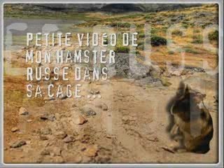 Mon hamster russe, le " Petit Monstre "