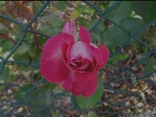 Y'a pas de raison ~ Georges CHELON