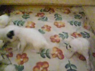 Chiots black jack et cally