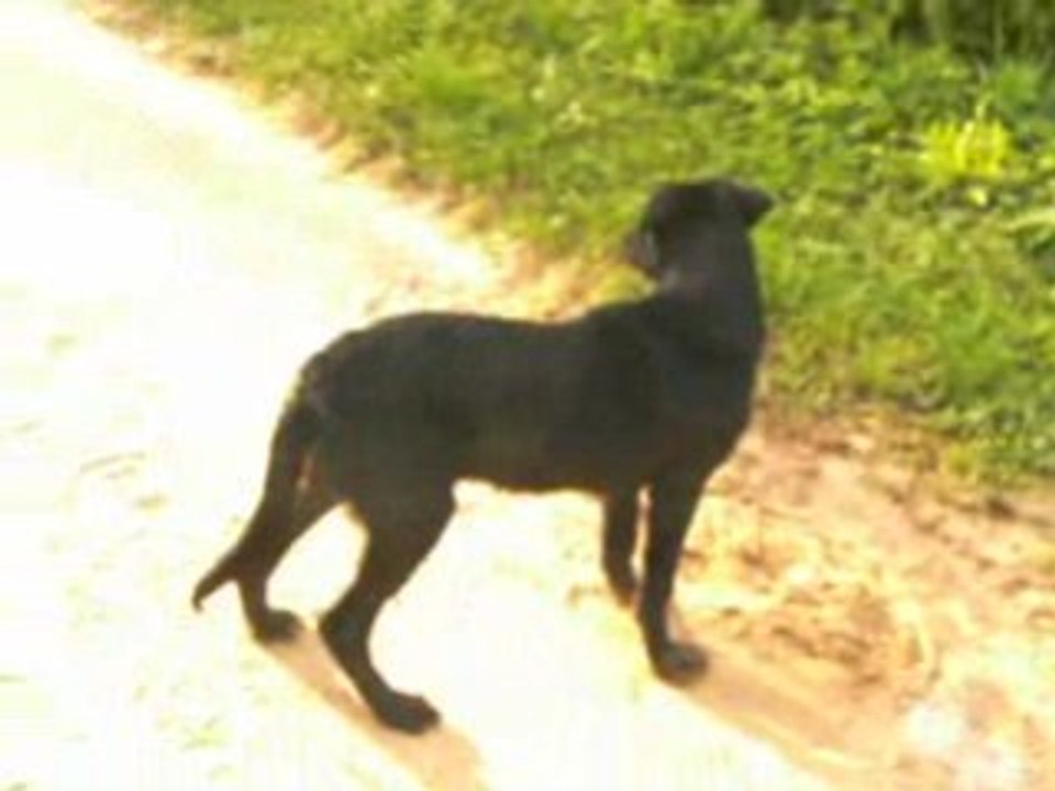 Orphée et ses copines