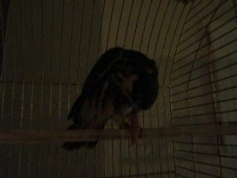 des brins de bonheur