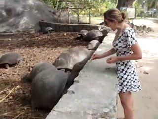 Seychelles - Daniela et les Tortues