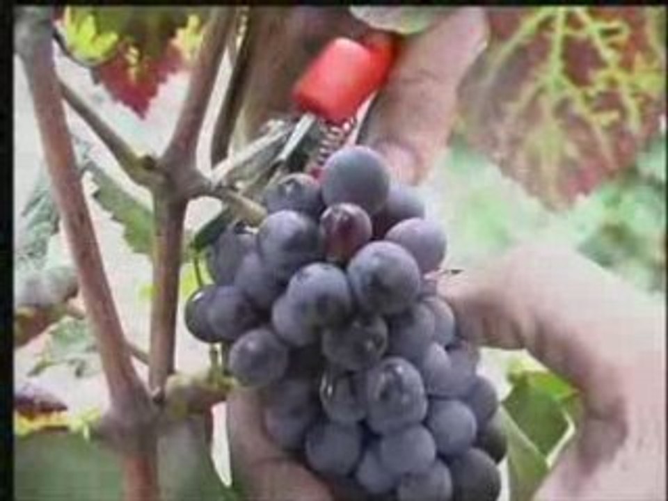 Vendanges (2006)