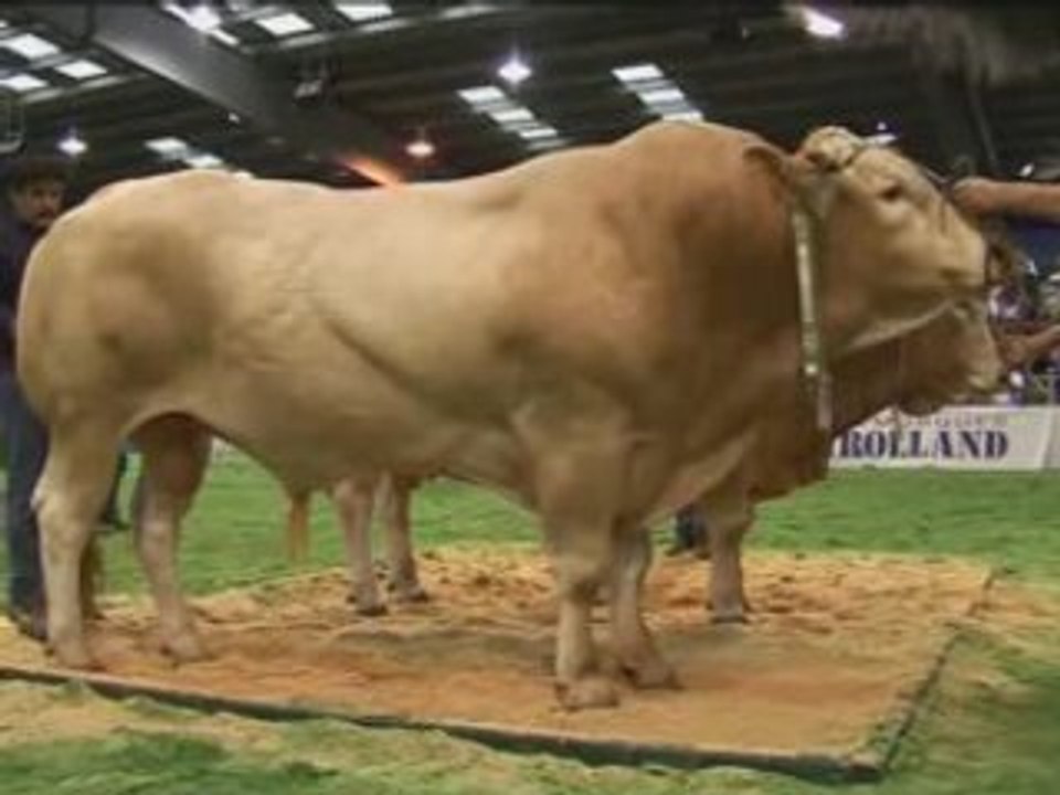 Les incognitos chauffent le ring des Blondes d'Aquitaine