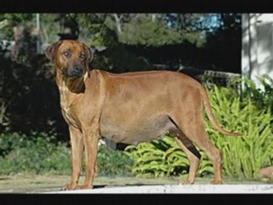 Can Dogs Have a False Pregnancy?  What are the signs?