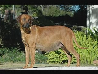 Can Dogs Have a False Pregnancy?  What are the signs?