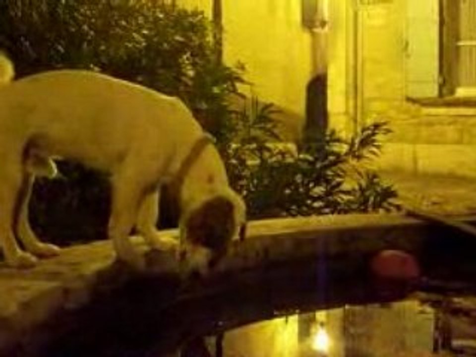 Charlie à Chateauneuf de Gadagne