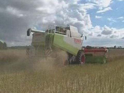 Moisson du colza 2008