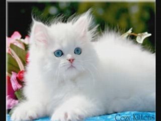 Cozy Kittens | Persians Available