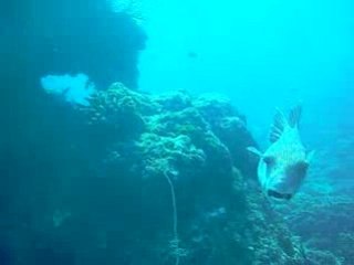 Video plongée poisson coffre gpm