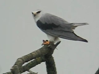 Elanion Blanc à Genève