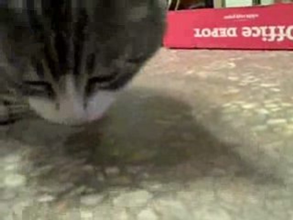 Zephyr Likes Marshmellows