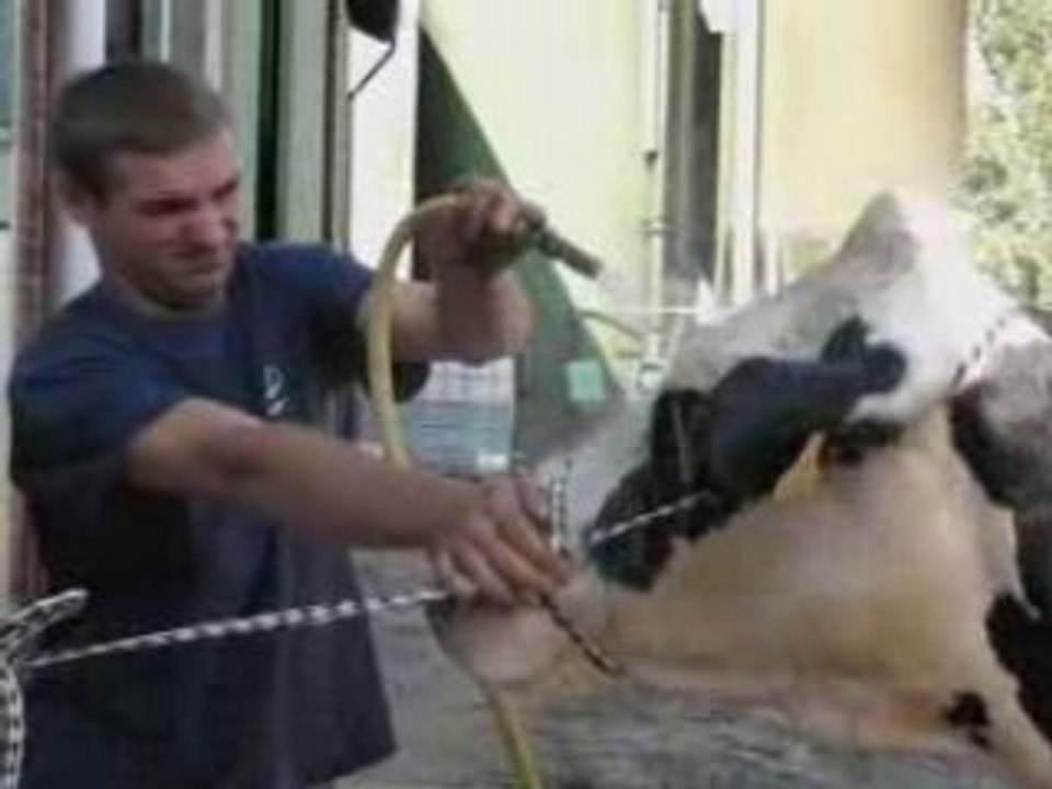 Concours à la foire agricole d'Hazebrouck