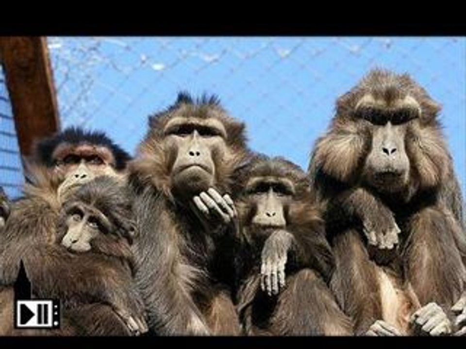14 primates euthanasiés à Strasbourg