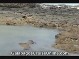 Marine Life in The Galapagos Islands (tour video)