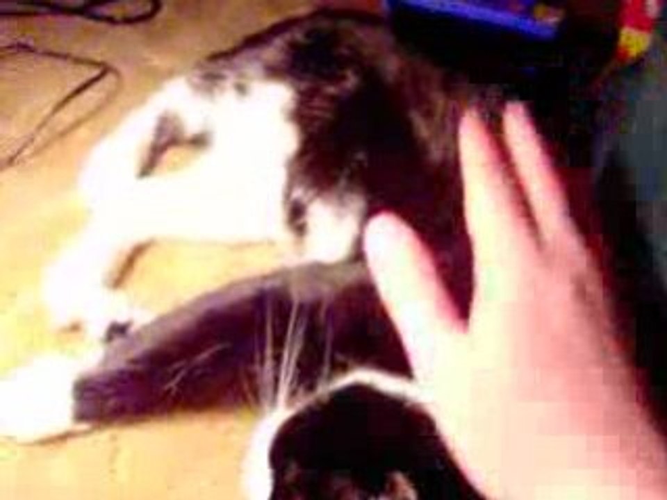 FLV Test@#2