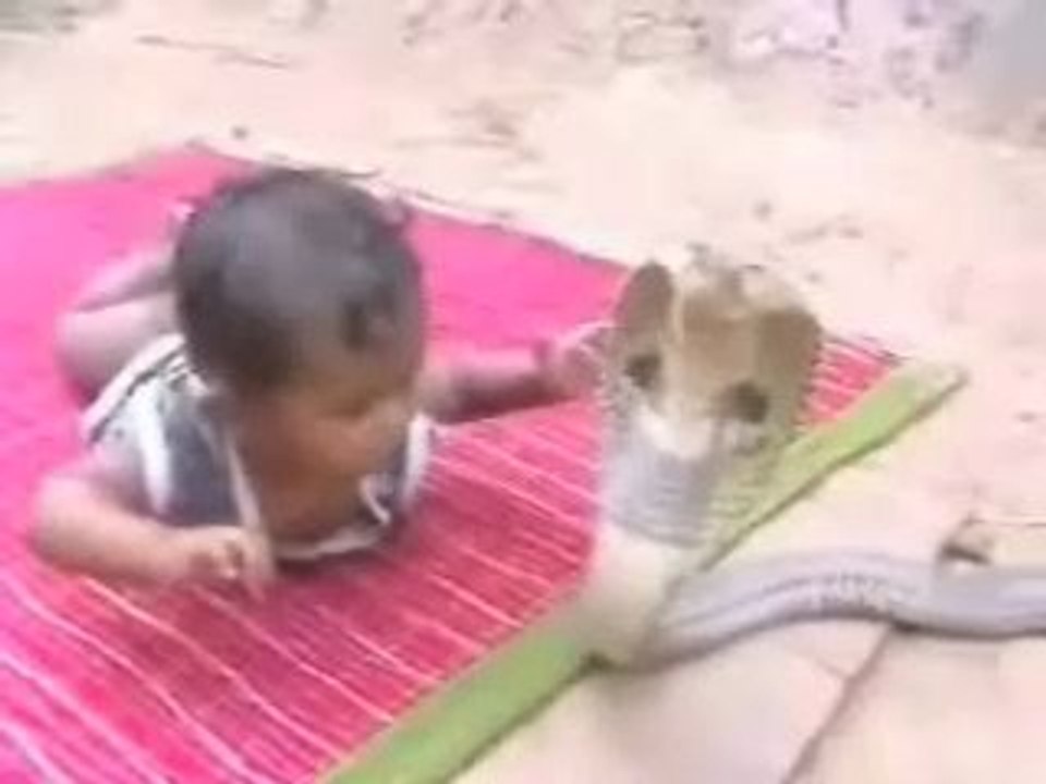 Bebê enfrenta uma cobra naja na Índia
