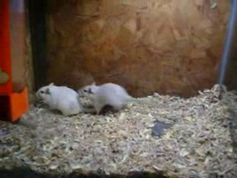 Accouplement