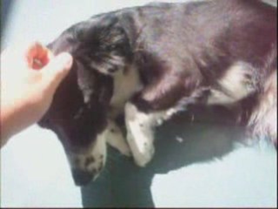 Lolay la Negra
