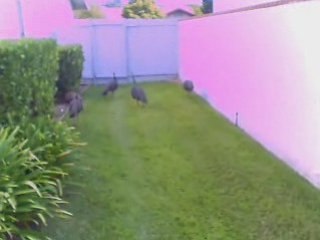 Peacocks in my backyard!